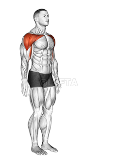 Shoulder - Flexion - Articulations - Video Guide | Lyfta