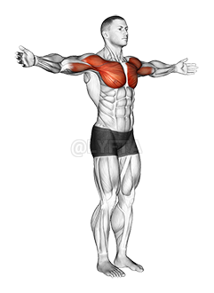 Bodyweight Exercises for Shoulder Transverse Flexion Articul