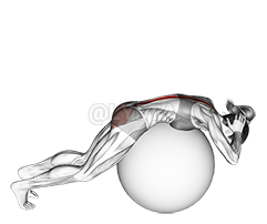 Exercise Ball Back Extension With Hands Behind Head - Video Guide | Lyfta