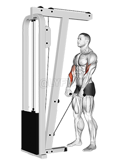 Image of Cable Standing Reverse Grip Curl 