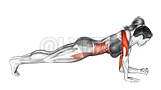 Elbow Up and Down Dynamic Plank - Video Guide | Lyfta