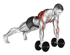 Image of Dumbbell Renegade Row