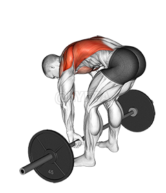 Image of Barbell Pendlay Row