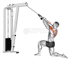 Cable Kneeling Rear Delt Row - Video Guide | Lyfta