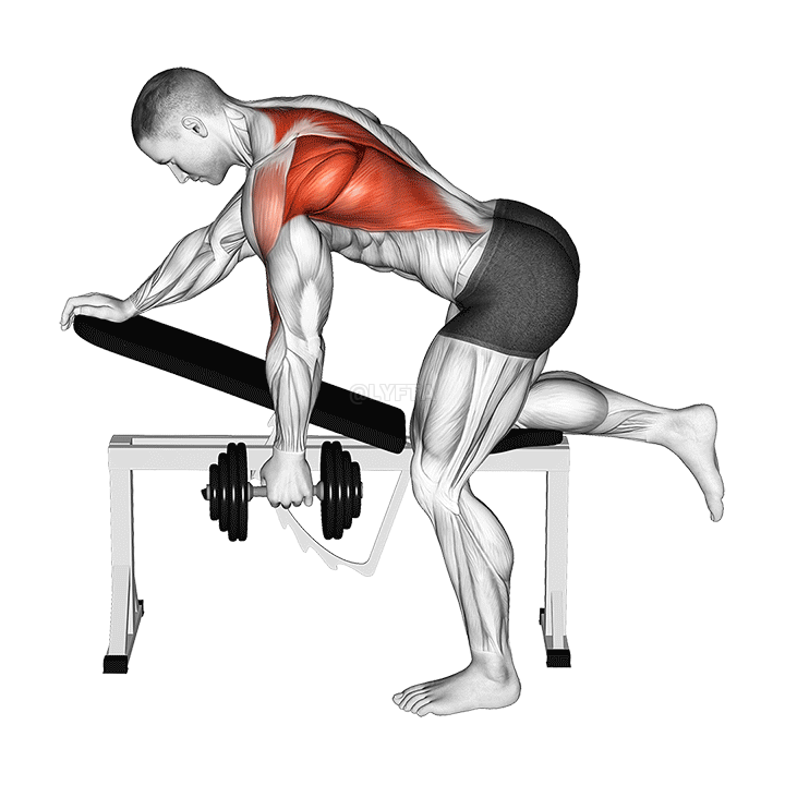 Image of Dumbbell Bent over Single Arm Row 