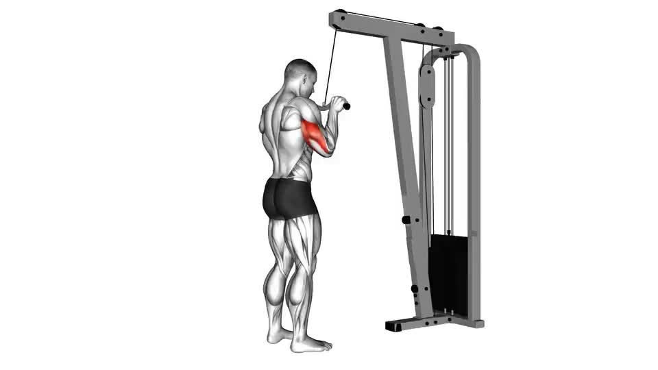 Cable V-bar push-down, Exercise Videos & Guides